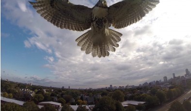 Птичья охота на дроны и еще 5 новостей из мира IT, которые нужно знать сегодня
