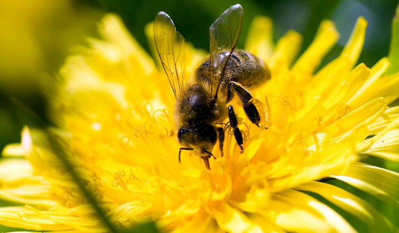 Как искусственный интеллект спасает пчел от вымирания