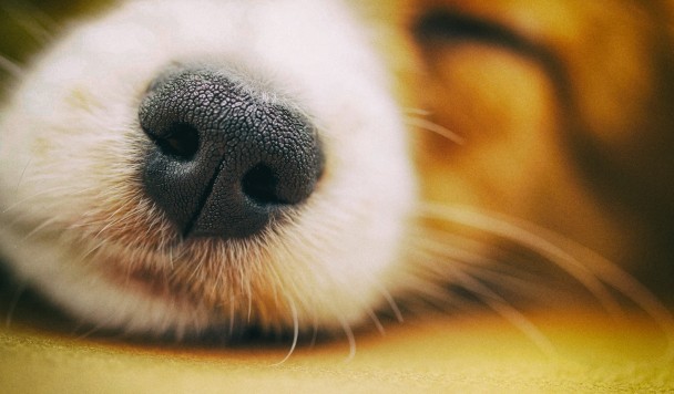 Искусственный интеллект находит потерянных собак по отпечатку носа