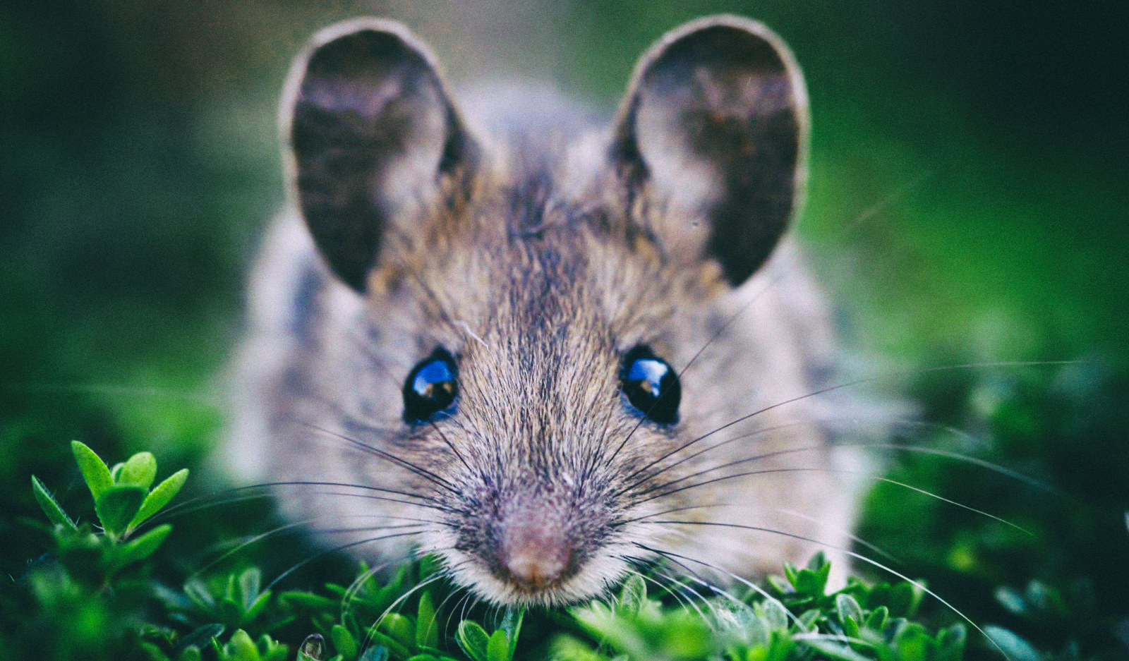 Мыши способны разоблачать фейки, созданные искусственным интеллектом