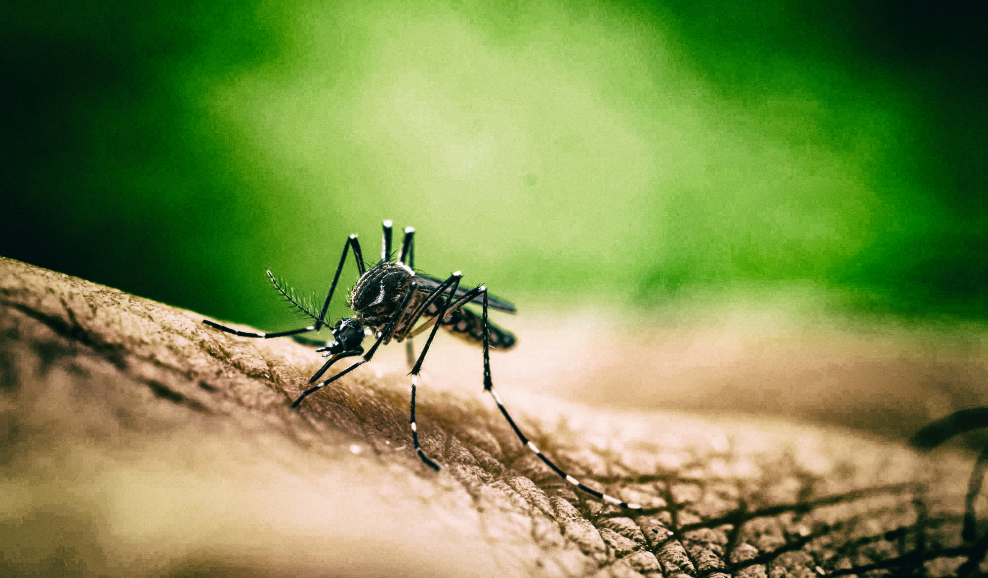 Одежда из графена может стать лучшей защитой от комаров