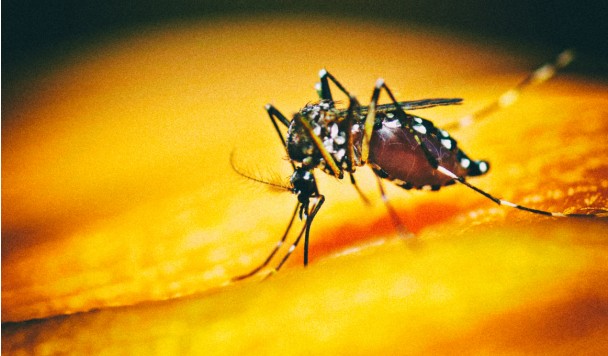 Ученые случайно вывели более стойкий вид комаров