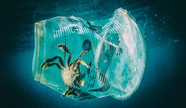 Создан растительный пластик, разлагающийся в океане
