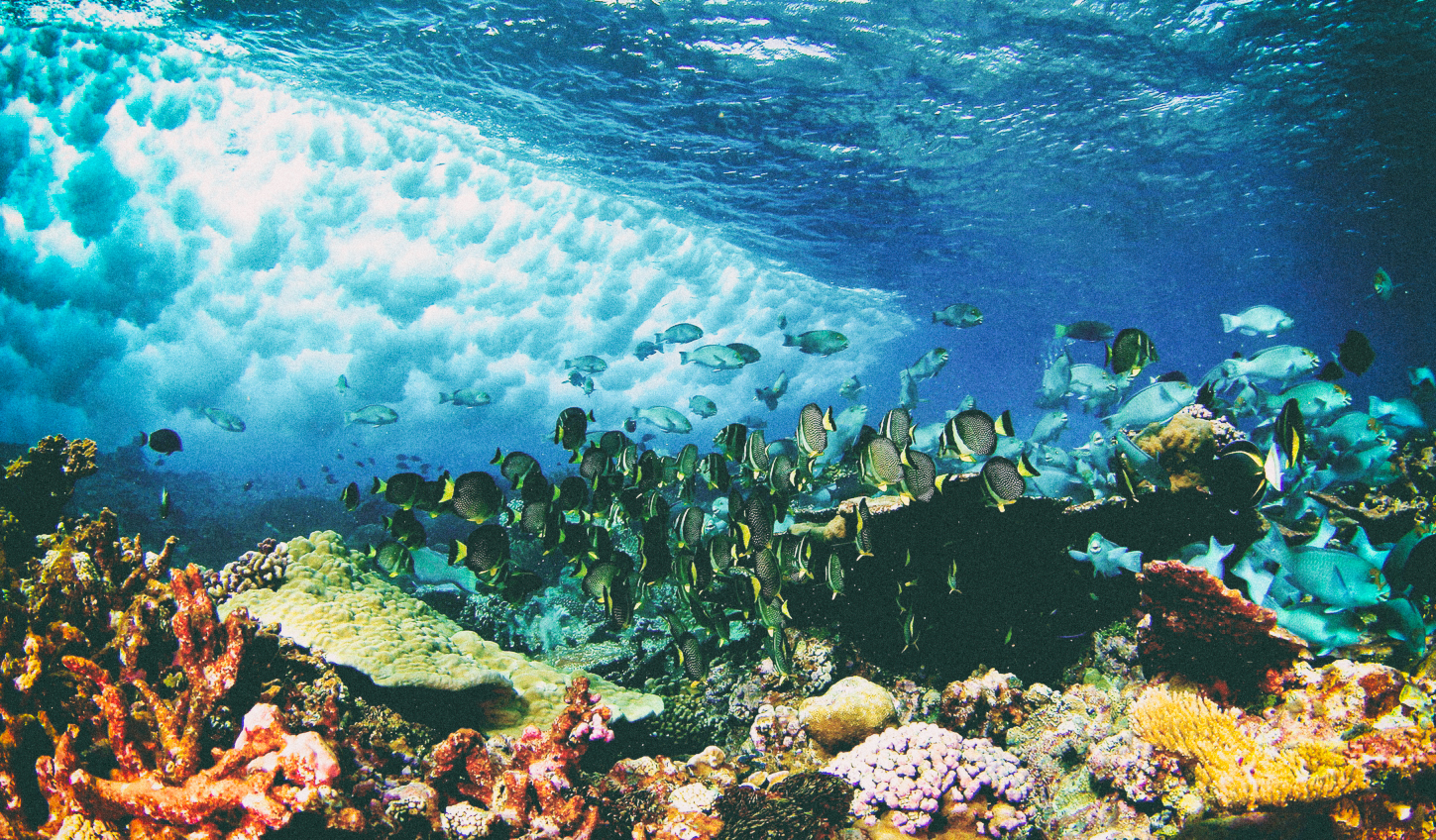 3D-печать может спасти экосистему коралловых рифов