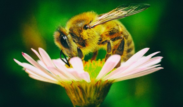Эта технология спасет сельское хозяйство в случае гибели всех пчел