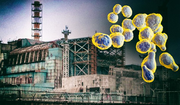 Грибок из Чернобыля поможет защитить людей от радиации в космосе