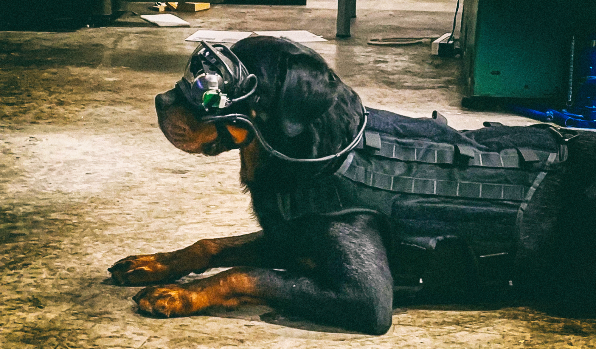 Армия США создает очки дополненной реальности для служебных собак