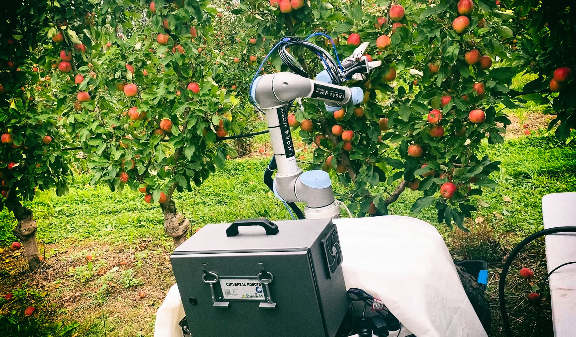 Робот для сбора яблок собирает один фрукт каждые 7 секунд