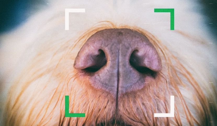 Новая биометрическая система узнает потерянных собак по носу