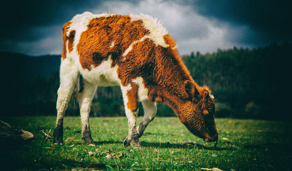 Желудочный сок коров может переваривать пластик