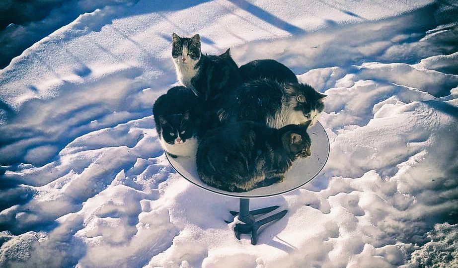 Тарелки спутникового интернета Илона Маска привлекают котов