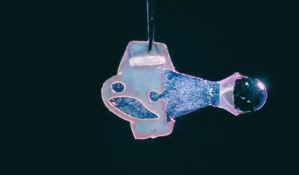 Биогибридный робот-рыба плавает с помощью клеток человеческого сердца