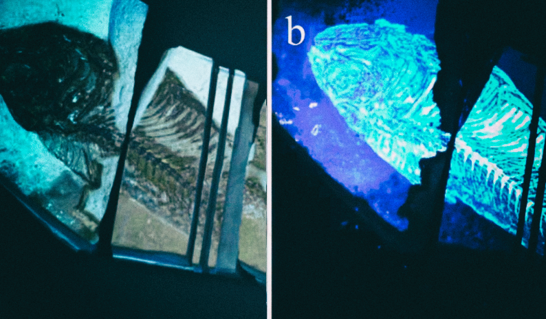 Технология “поиска инопланетян” находит остатки органики в окаменелостях