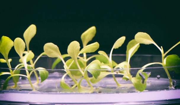 Искусственный фотосинтез позволяет растениям расти в полной темноте