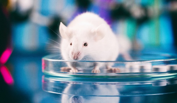 Архивация экосистемы: Ученые смогли клонировать мышь из сухих клеток