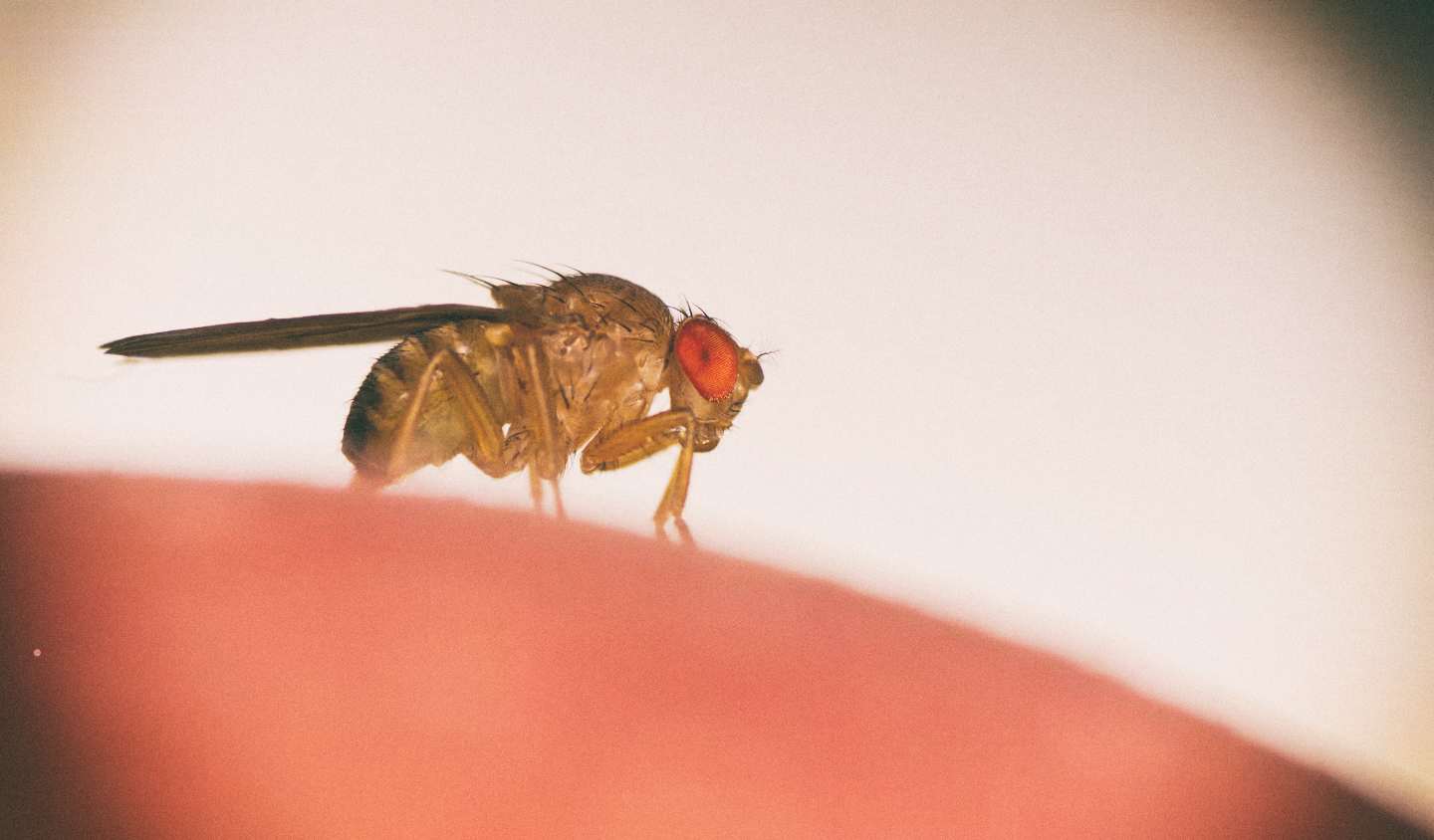 Ученые «взломали» мозг мухи и сделали ее дистанционно управляемой