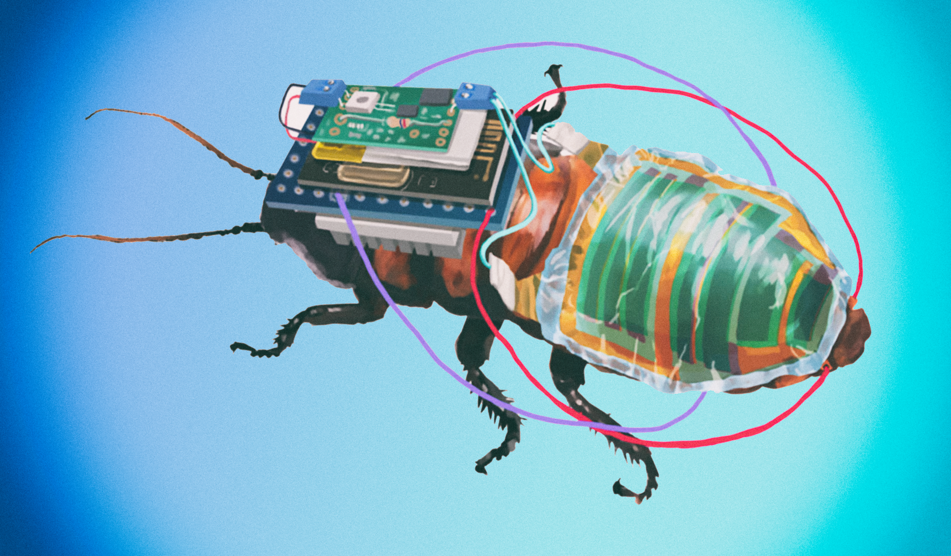 Управляемые тараканы-киборги могут помогать спасателям