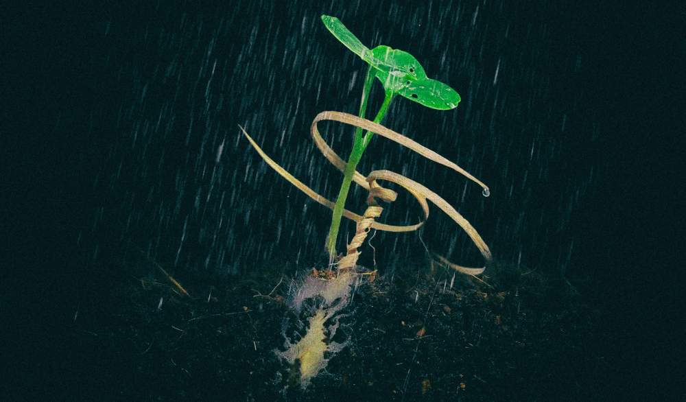 Ученые придумали, как заставить семена растений самостоятельно зарываться в землю