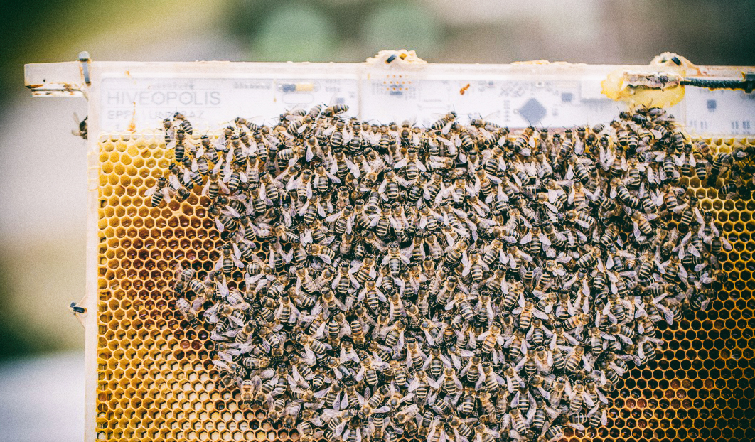 Роботизированный улей спасает пчел от гибели