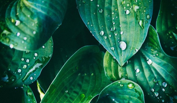 Искусственное растение генерирует энергию из ветра и капель дождя на листьях