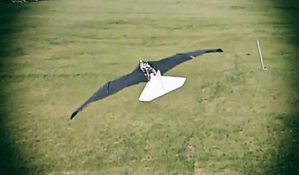В Китае разработан сверхреалистичный дрон-птица