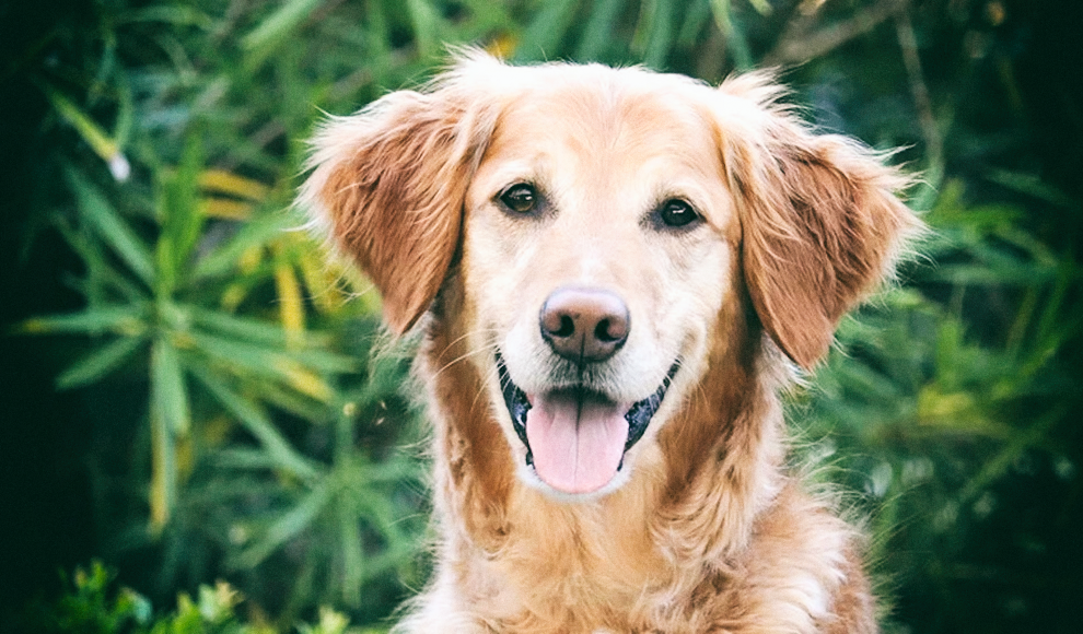 Вакцина от рака для собак удваивает продолжительность жизни больных питомцев