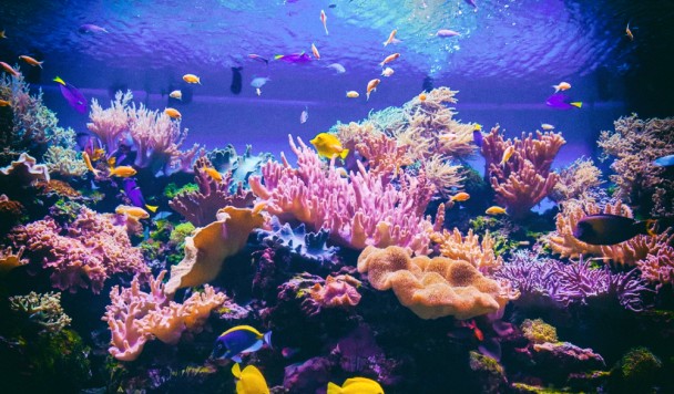 Поврежденные кораллы можно восстанавливать при помощи звука