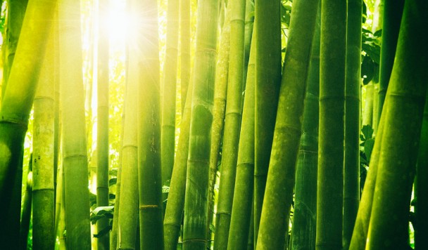 Прозрачный бамбук может стать экологичной альтернативой стеклу