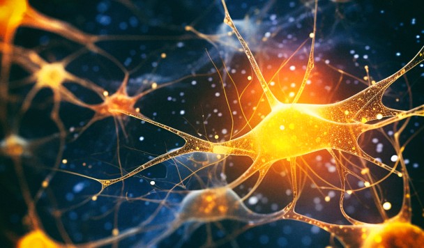 Биокомпьютеры на базе человеческого мозга могут обрабатывать искусственный интеллект