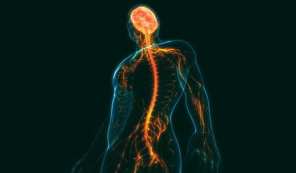 Создан гидрогель, позволяющий лечить травмы спинного мозга