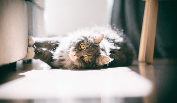Ученые рассказали, почему кошки дерут мебель и как их от этого отучить