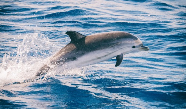 Искусственная кожа дельфина позволяет грузовым судам экономить топливо