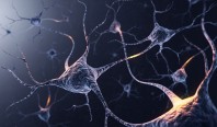 Учёные доказали, что новые нейроны формируются даже в пожилом возрасте