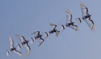 Учёные создали робота-сокола, который взлетает как настоящая птица