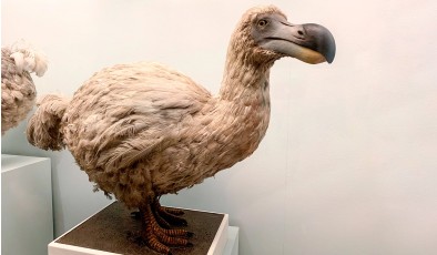 Ученые планируют воскресить дронта, вымершего 300 лет назад