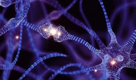 Живые компьютеры: Учёные используют клетки мозга для создания биопроцессоров