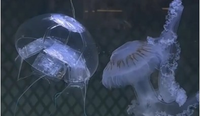 Подводный призрак: в Китае создали робота-медузу для тайных миссий