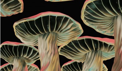 Ученые превращают грибы в живые микрочипы памяти