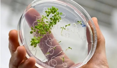 Учёные нашли способ быстрее выращивать генно-модифицированные растения