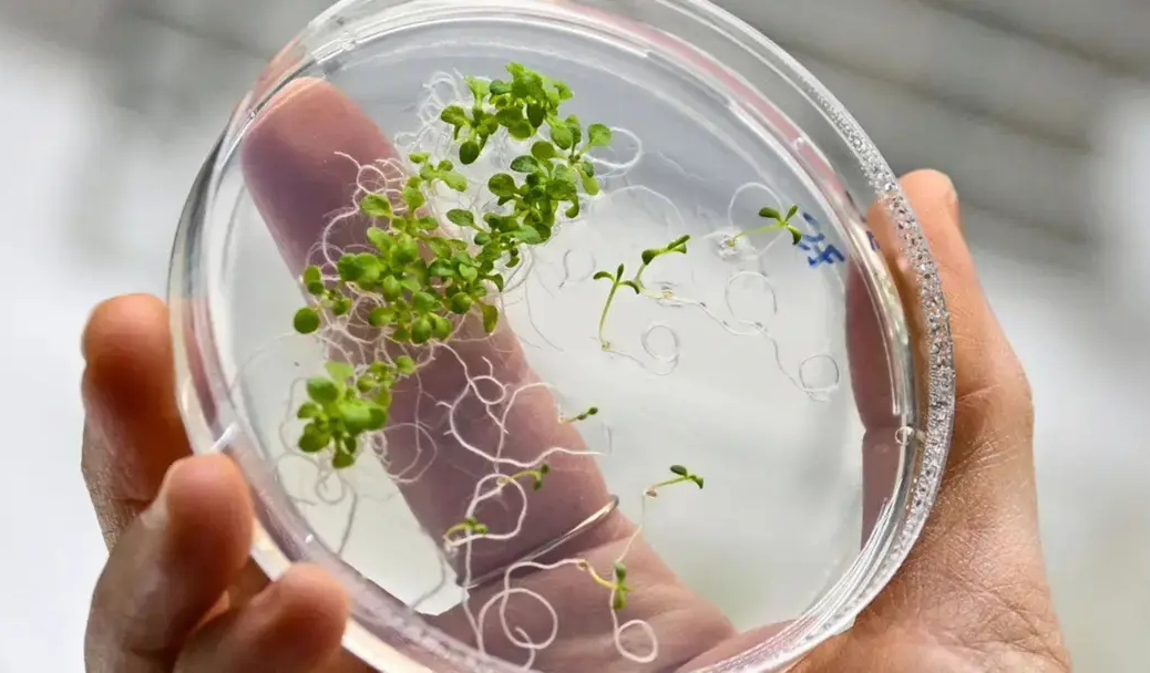 Учёные нашли способ быстрее выращивать генно-модифицированные растения