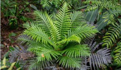 Учёные смогли извлечь редкий и дорогой минерал из живого растения