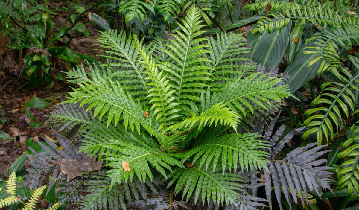 Учёные смогли извлечь редкий и дорогой минерал из живого растения