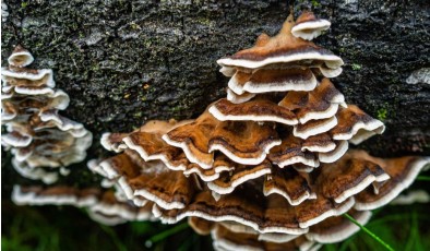 Грибная упаковка: природное покрытие может заменить одноразовый пластик