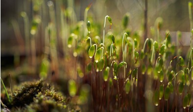 Мох пережил девять месяцев в открытом космосе