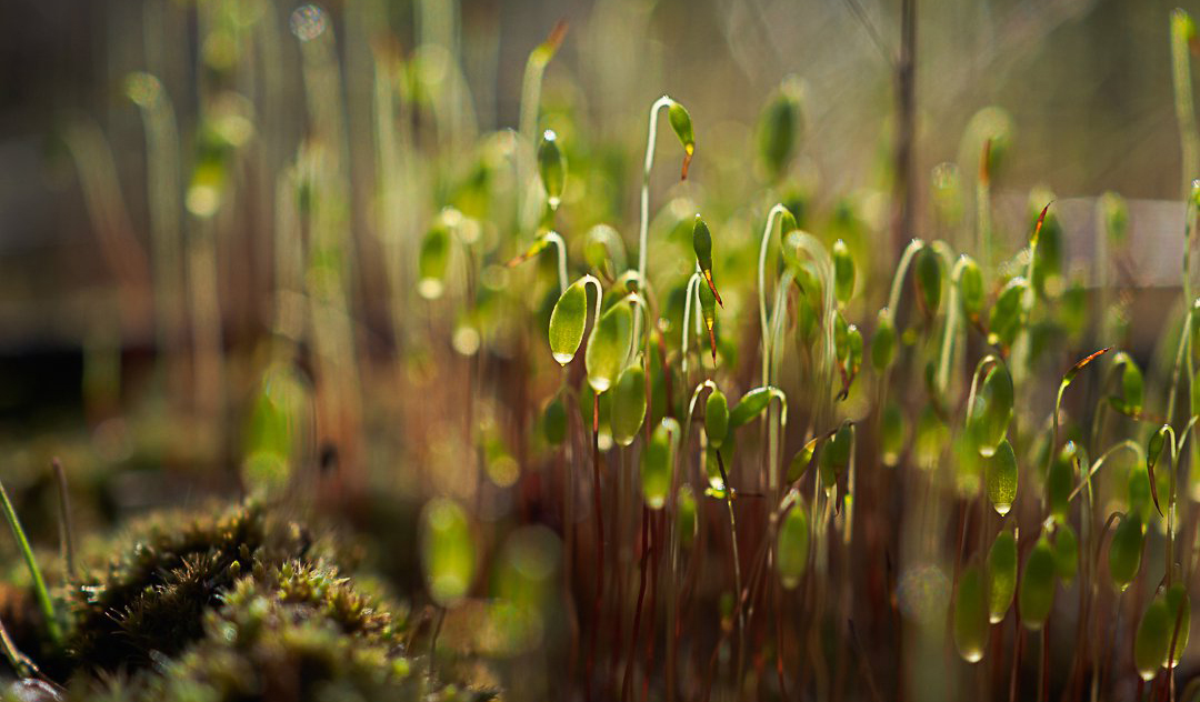 Мох пережил девять месяцев в открытом космосе