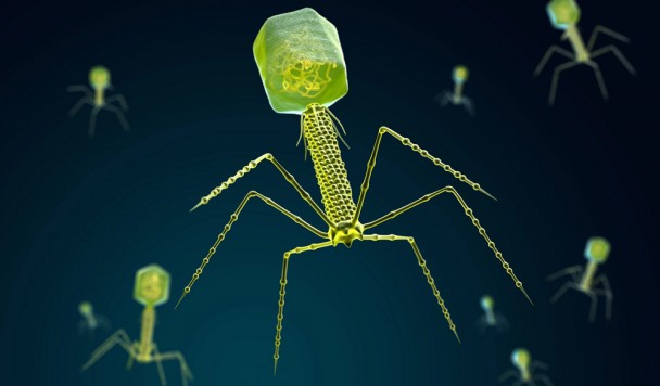 Разработан метод получения редкоземельных металлов с помощью вирусов