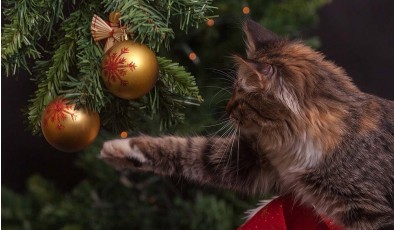 Близько 70% українців не планують вихідних на зимові свята