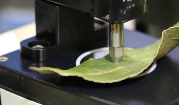 Ученые нашли способ определять спелость плодов по листьям рядом с ними