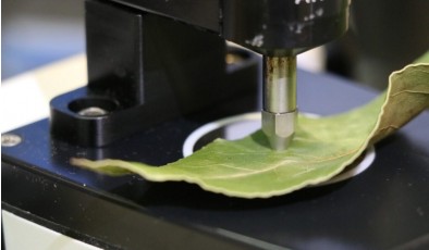 Ученые нашли способ определять спелость плодов по листьям рядом с ними