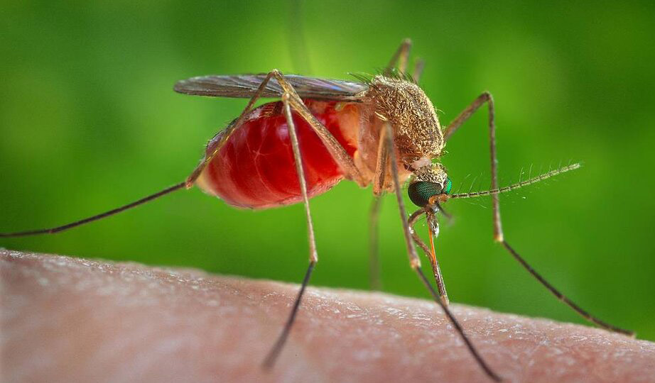 Ученые превратили хоботок комара в сверхтонкое сопло для 3D-печати